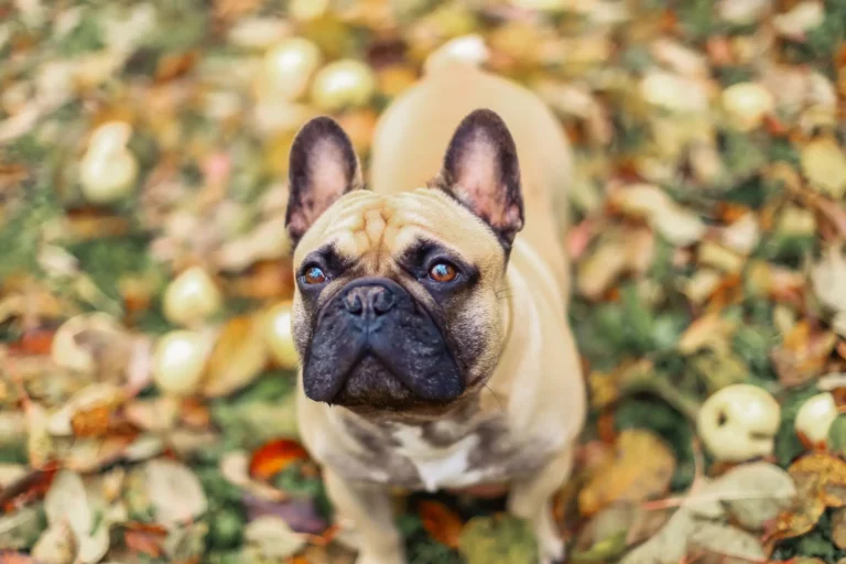 Everything You Need to Know About Pied French Bulldogs