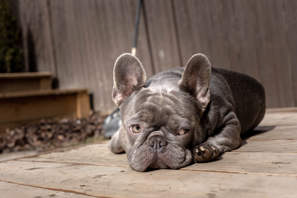 The Allure of Lilac French Bulldogs