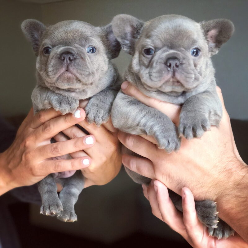 The Allure of Lilac French Bulldogs