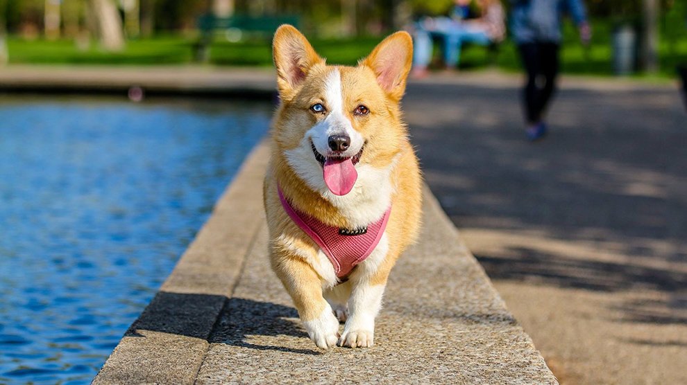 Corgi Beagle Mix