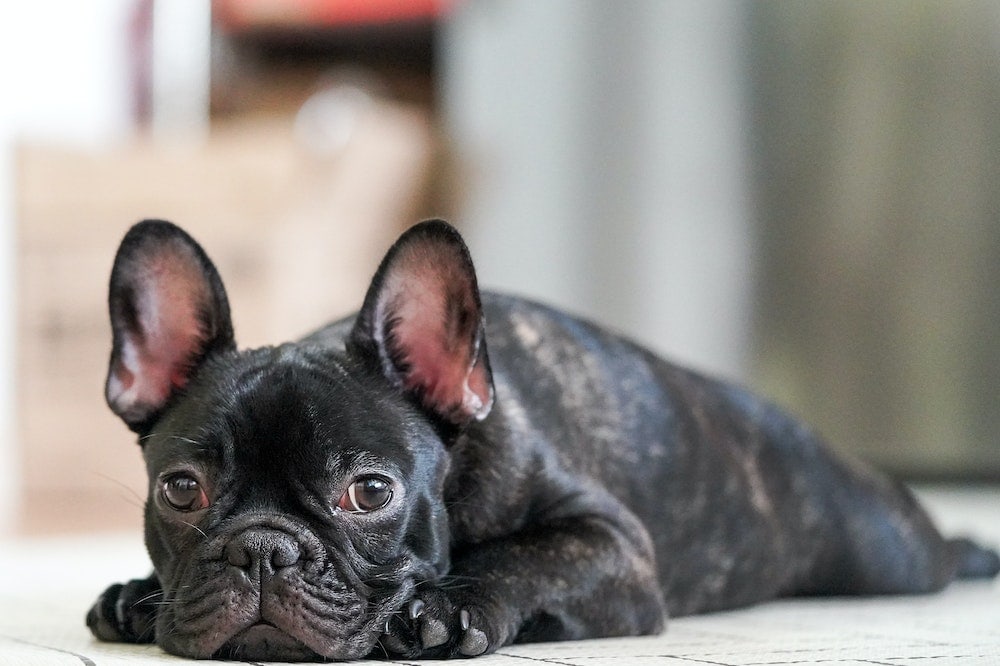 Black French Bulldog