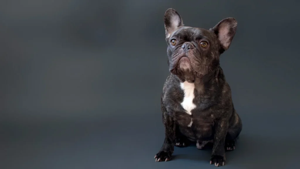 Brindle French Bulldogs