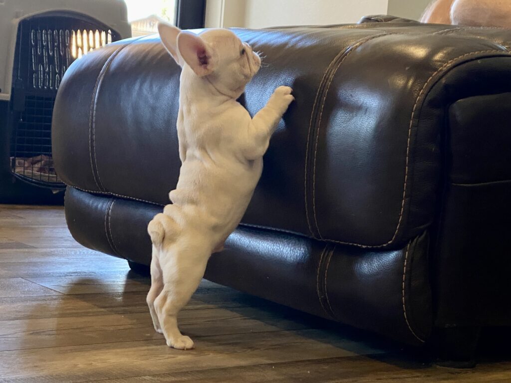 Are French Bulldogs Born with Tails