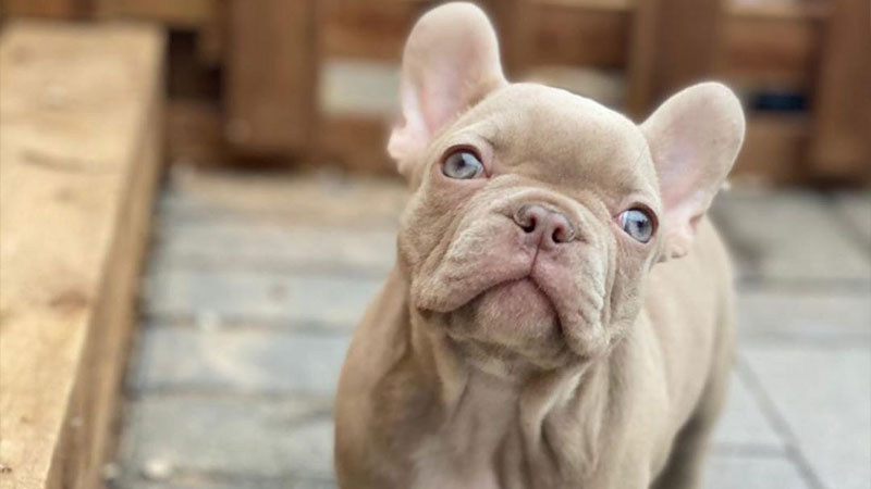 Lilac French Bulldog