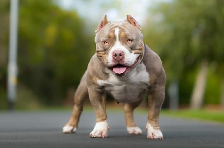 pocket bully breed