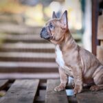 blue fawn french bulldogs