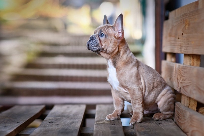 blue fawn french bulldogs