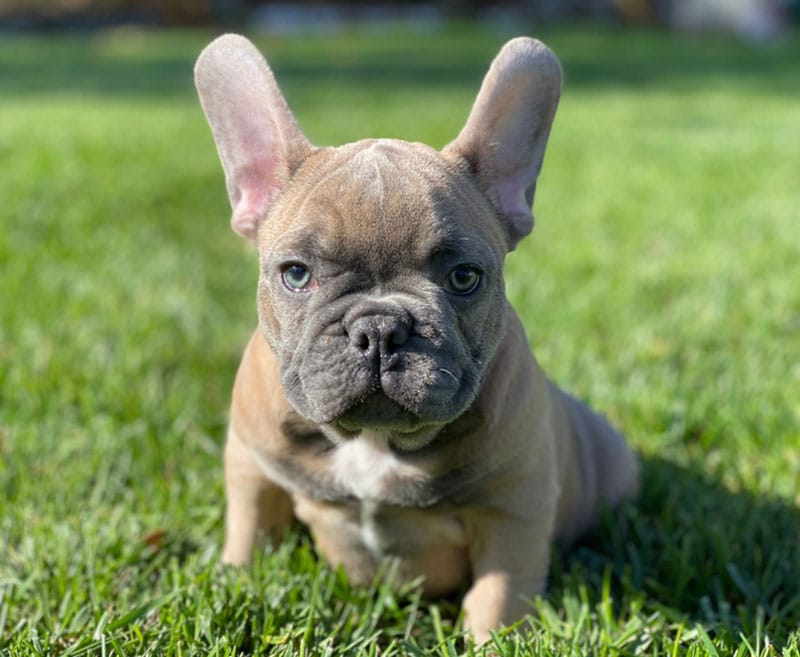 blue fawn french bulldogs