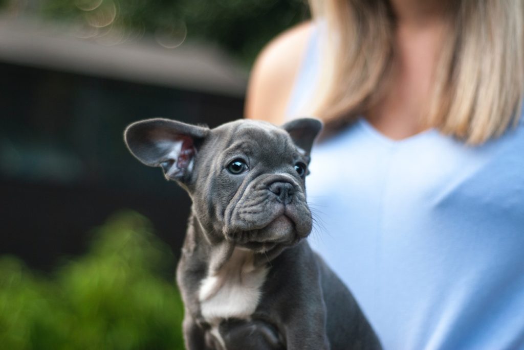 Blue French Bulldogs