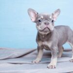 Blue French Bulldogs