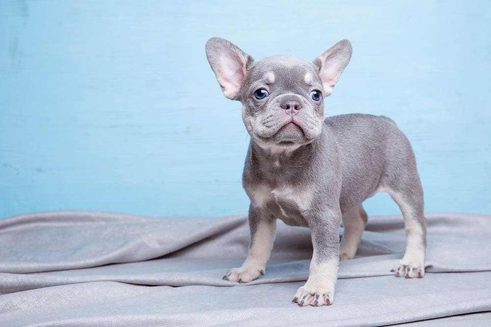 Blue French Bulldogs