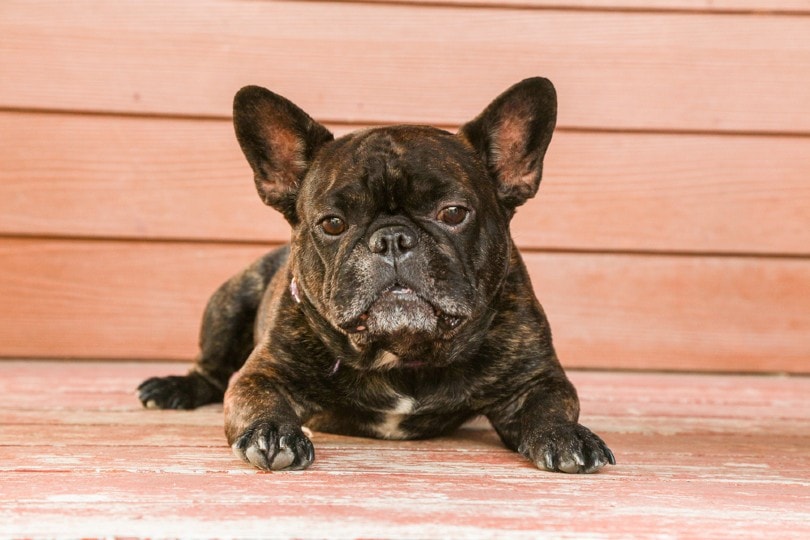 Brindle French Bulldogs