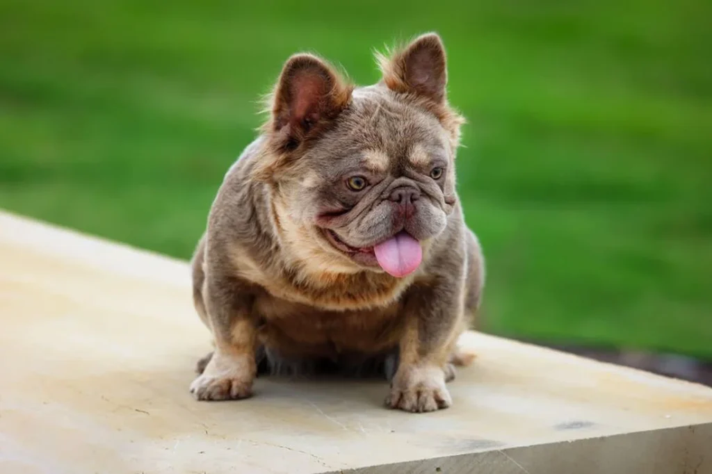 fluffy french bulldog