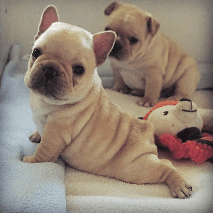 Are French Bulldogs Born with Tails