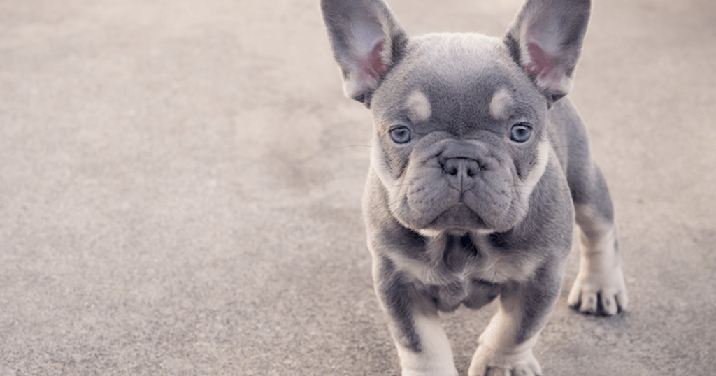 Lilac French Bulldog